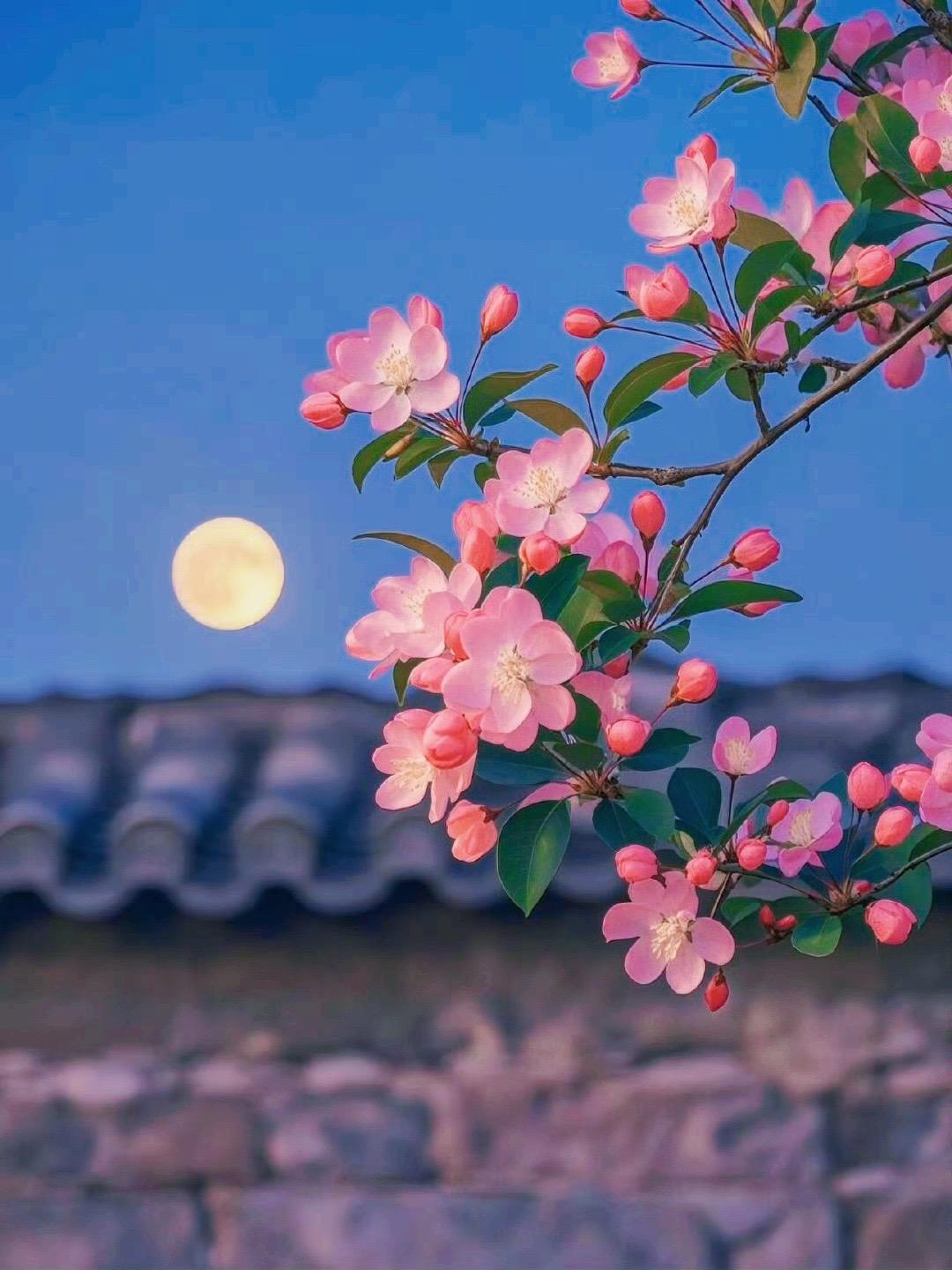 月色下的海棠花真的好绝 ！