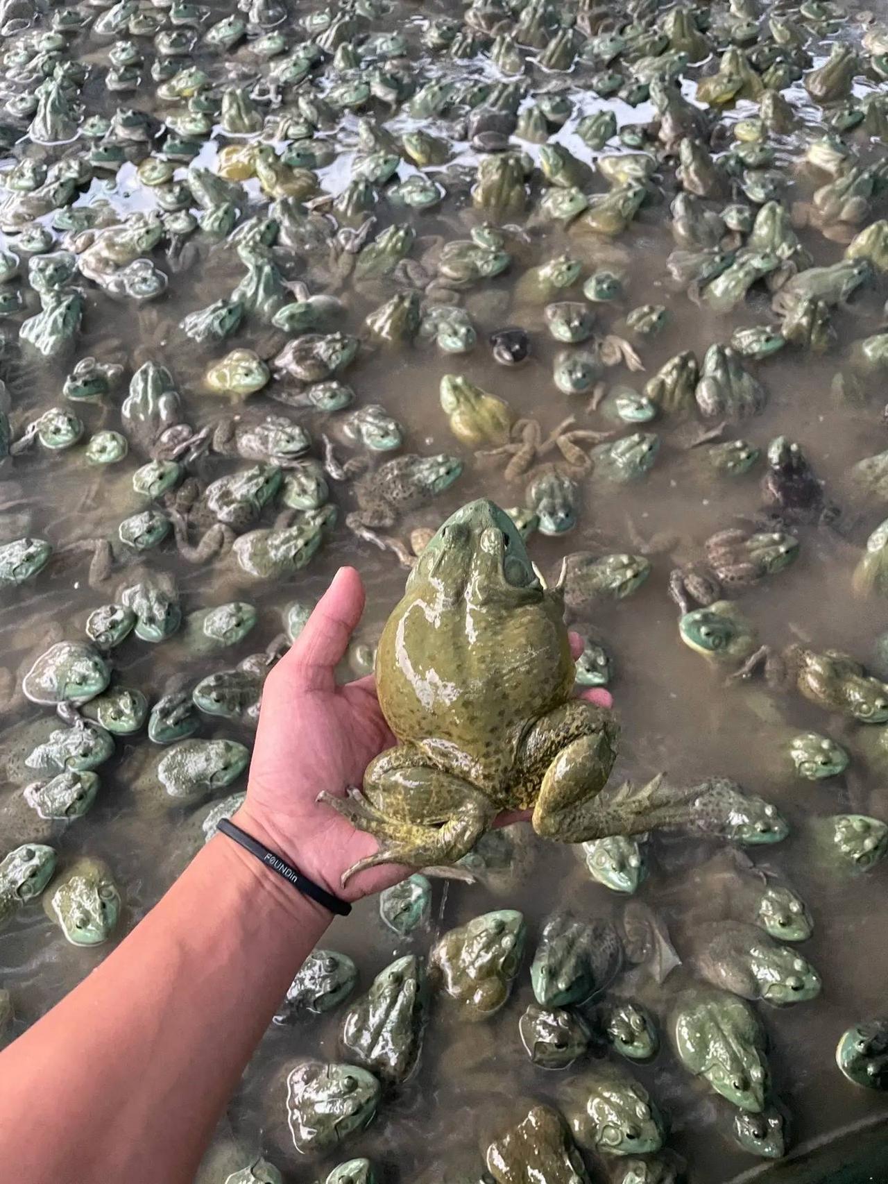 养殖使用抗生素，这是行业惯例，除了牛蛙之外，几乎所有的养殖都要使用抗生素，可以说