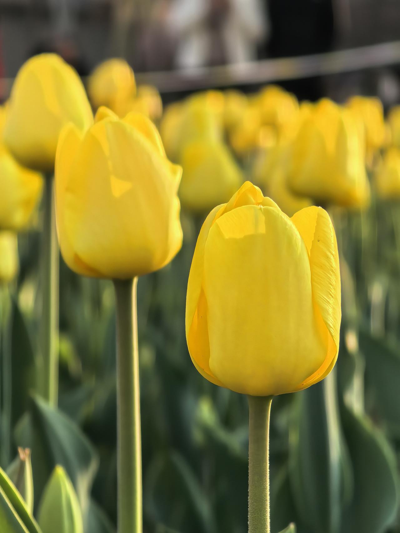 清明节期间，看到有网友分享为父母墓地续租费的事，颇有感触。有些地方一次续约20年