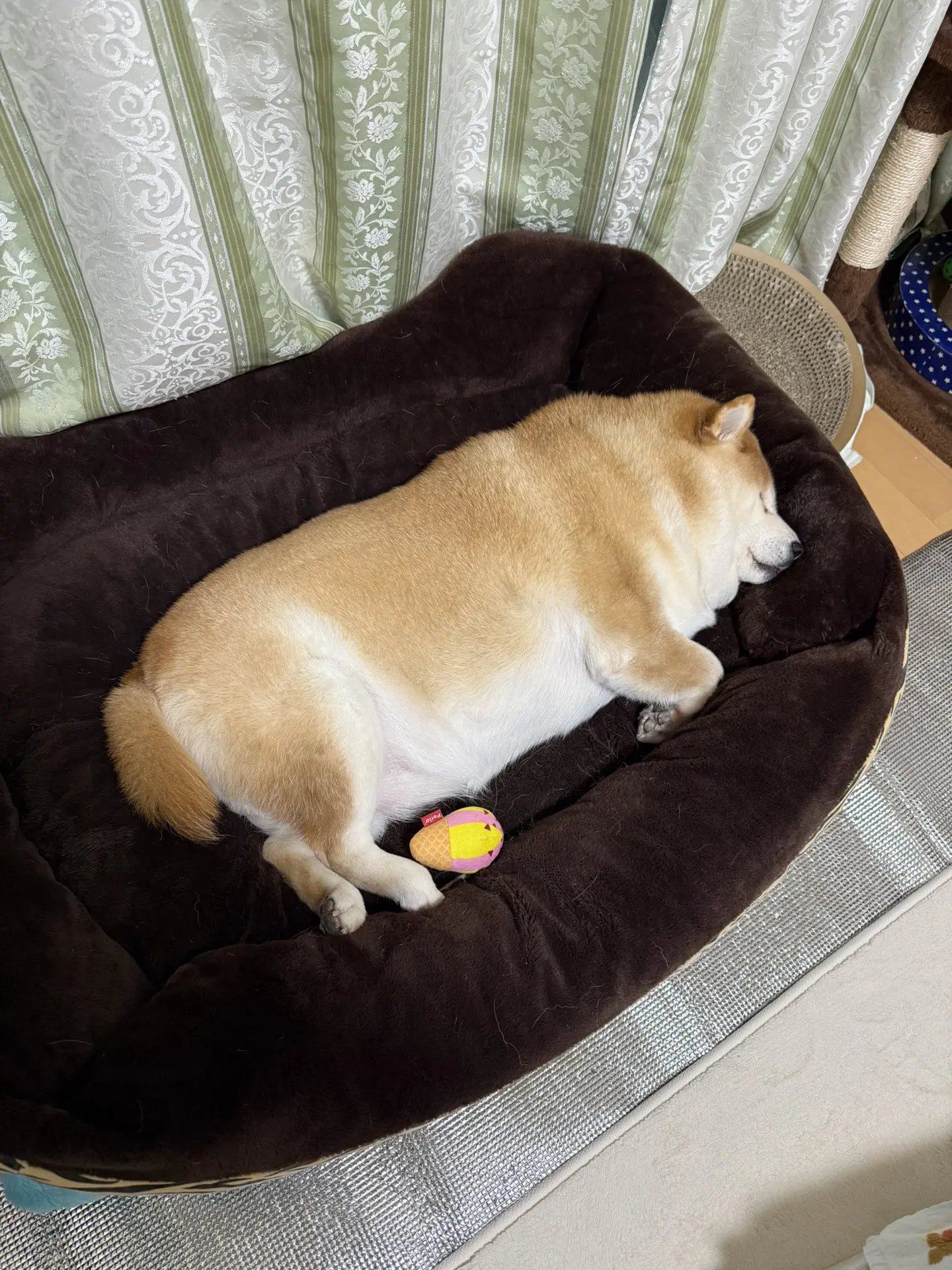 一身五花肉