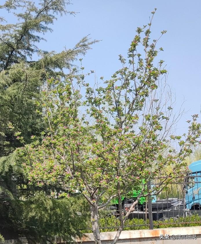 一树海棠百媚生，卓尔不群舞春风。
新绿不掩新红貌，娇嫩欲滴相辅成。