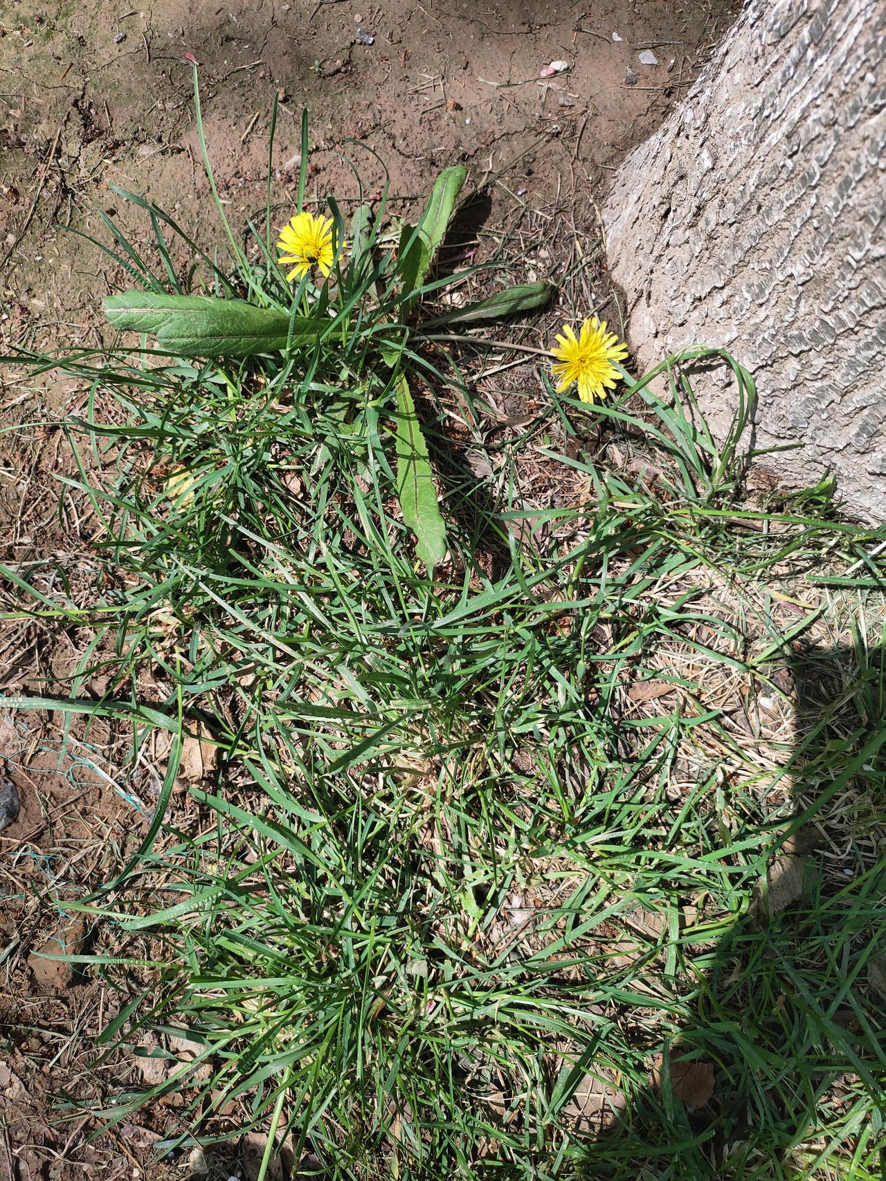 花花草草带来的治愈春日树下，蒲公英悄然绽放，平凡小草也有自己的灿烂时光。