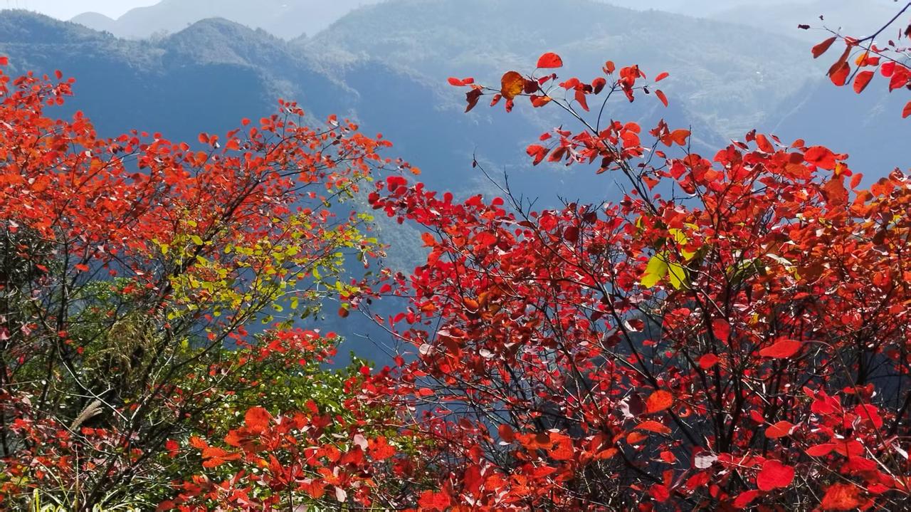她一直看不上自己的母亲，她的母亲是一个瘸腿，没有文化，长大后她总想逃离自己的母亲
