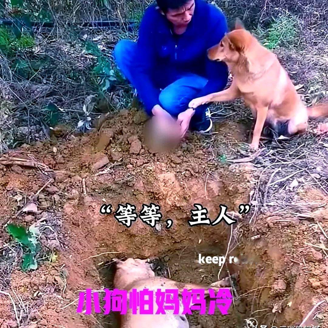 狗妈妈死了，主人挖好了坑，准备把它埋了。

悲伤的主人用双手，捧起泥土一把一把撒