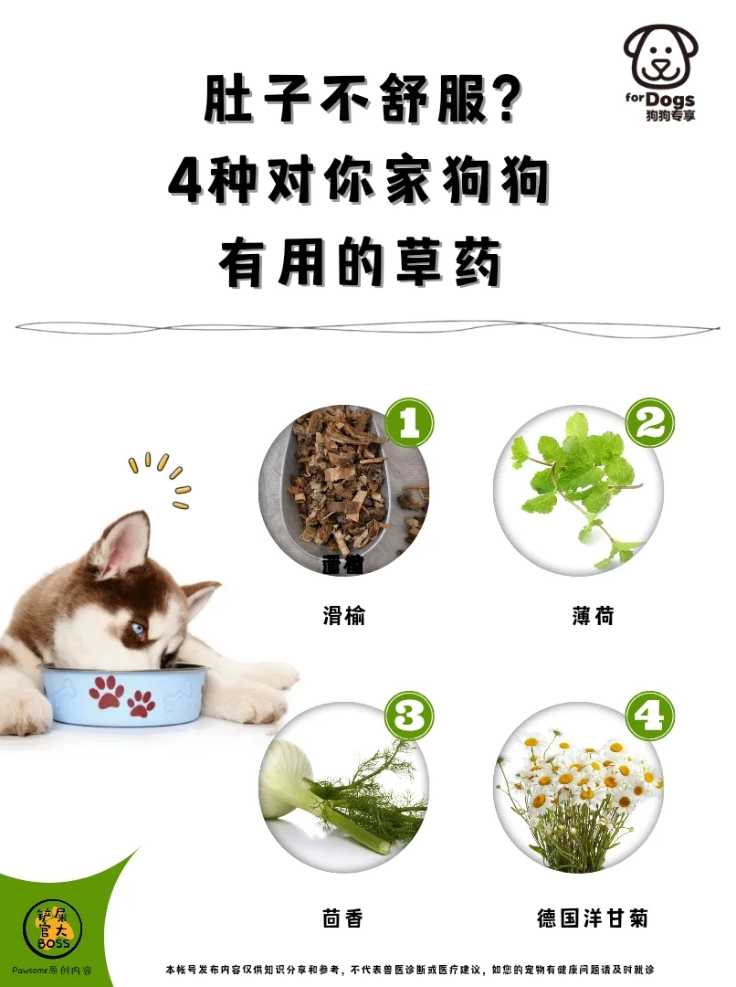 肚子不舒服? 4种对你家狗狗有用的草药