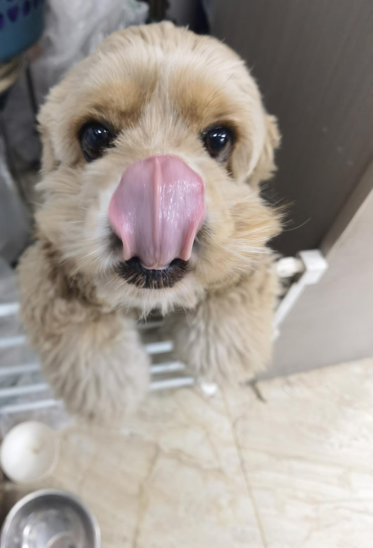 理发时，抓拍到狗口吐莲花的瞬间。[呲牙]