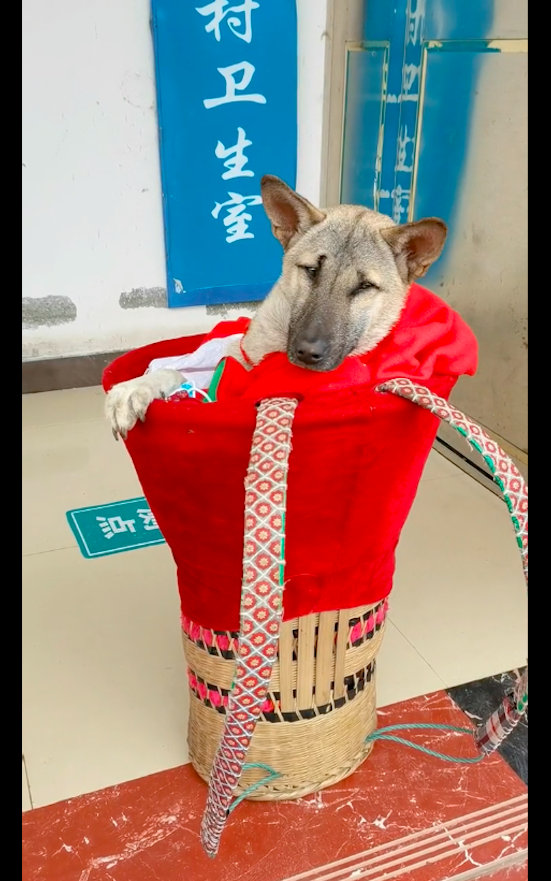 【在村里的狗狗生病后，主人背着它走了5公里去看病，它是家人啊！】有这么一位网友，