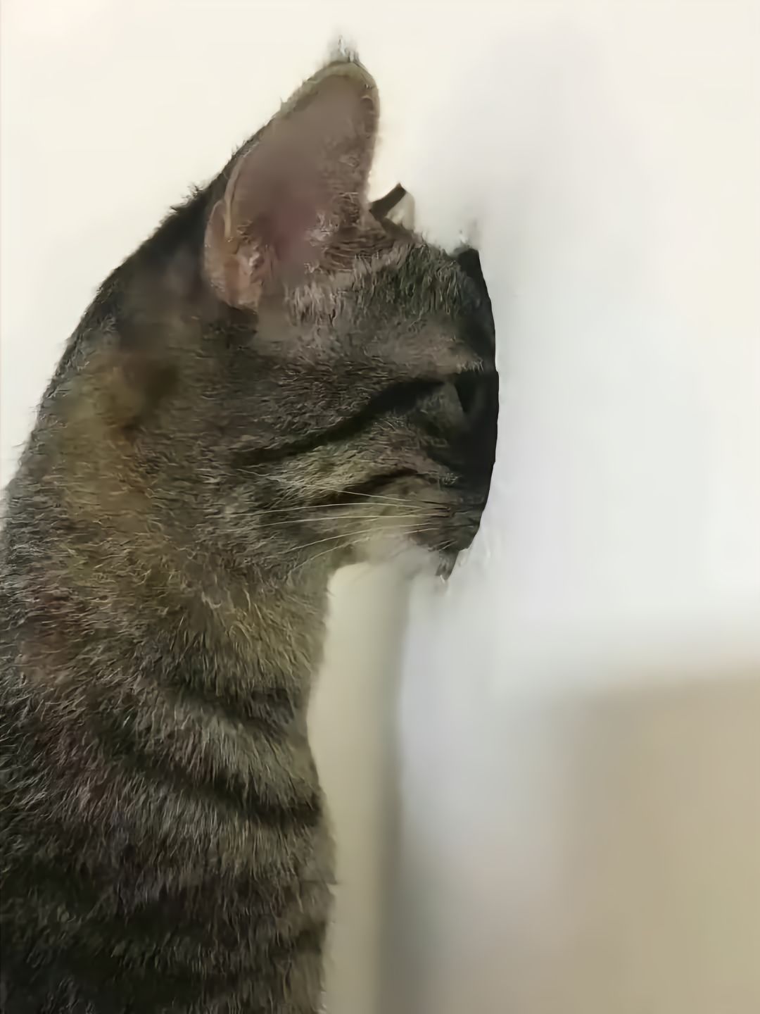 “我会一直监视你 到永远”[喵喵] 