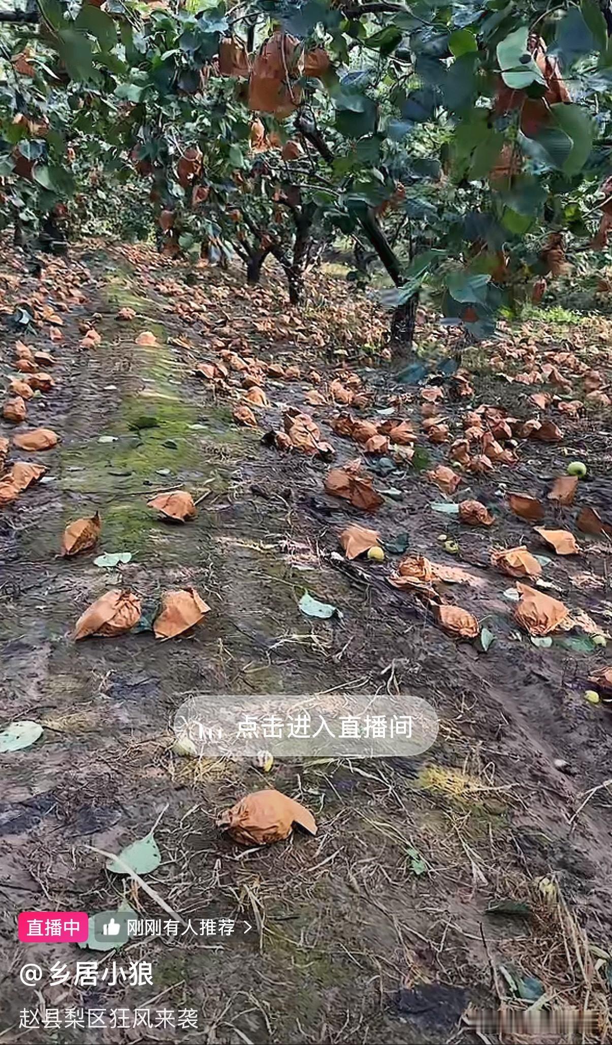 昨晚狂风骤雨过后，赵县梨树损失惨重。今天早上看有赵县网友在自家梨树园里直播，只见