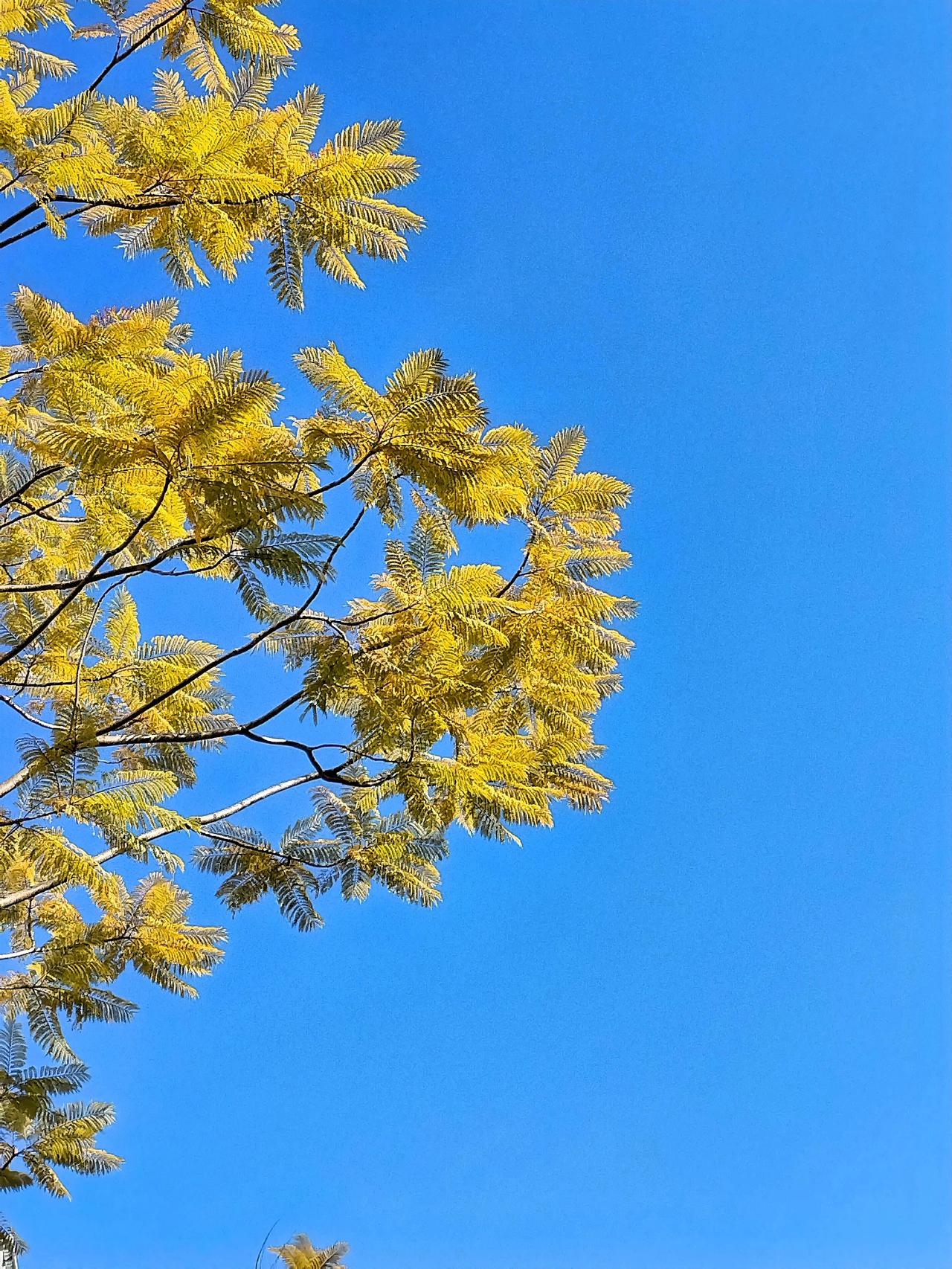 阳光洒满的秋日，金黄的树叶在蓝天下闪耀。在这片绚烂秋景中，那独特的树叉叉显得格外