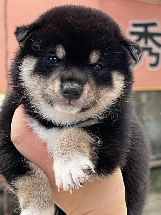 黑豆柴 | 妹妹