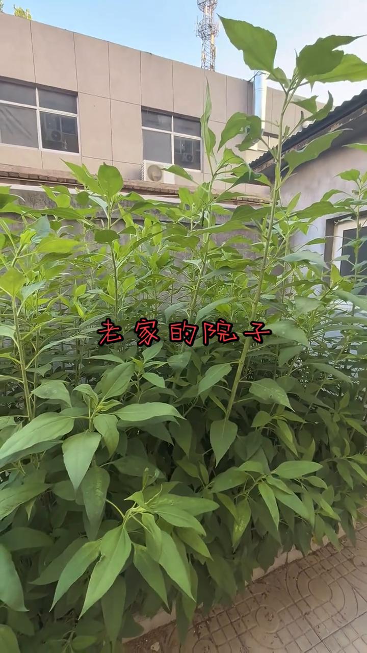 回老家不为别的，就是为了看看那个院子。其实不看我也知道它的样子，但是我还是执意要