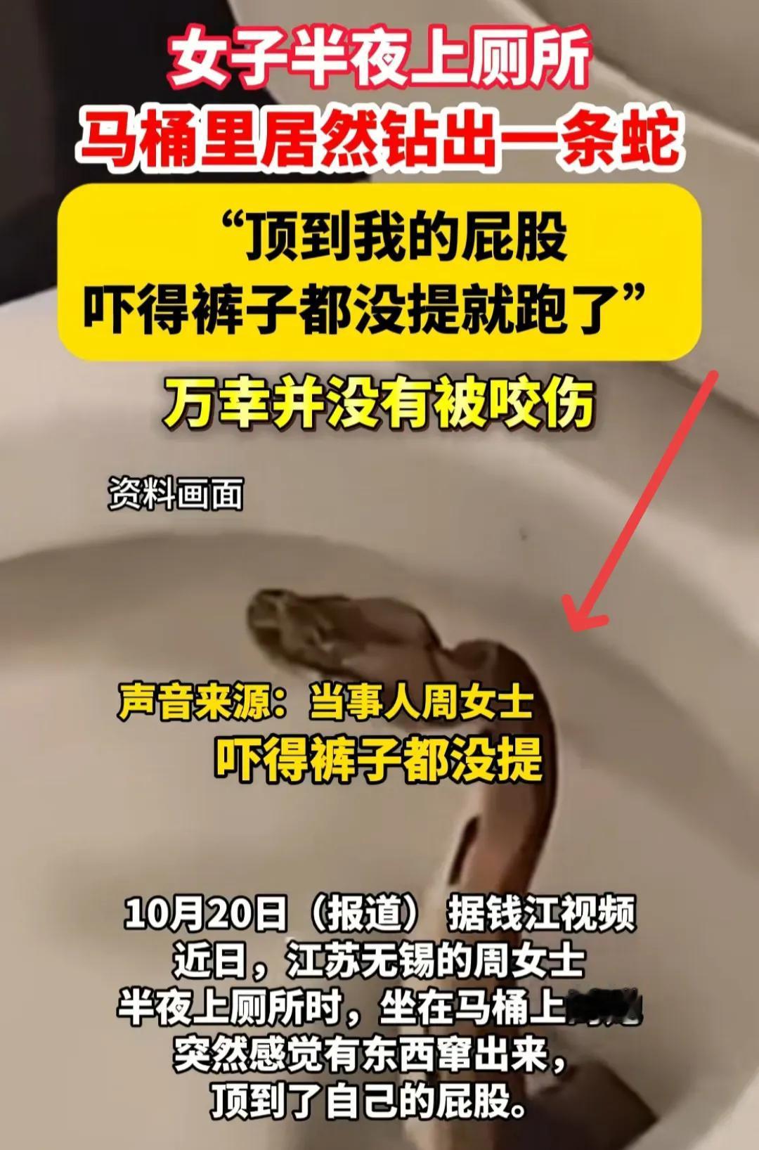 “马桶成蛇窝了！”最近在江苏无锡，一名女子半夜迷迷糊糊去上厕所，不料刚坐到马桶上