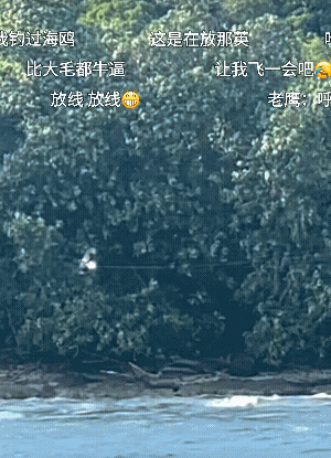 一世鹰名就这样毁了！[捂脸]
