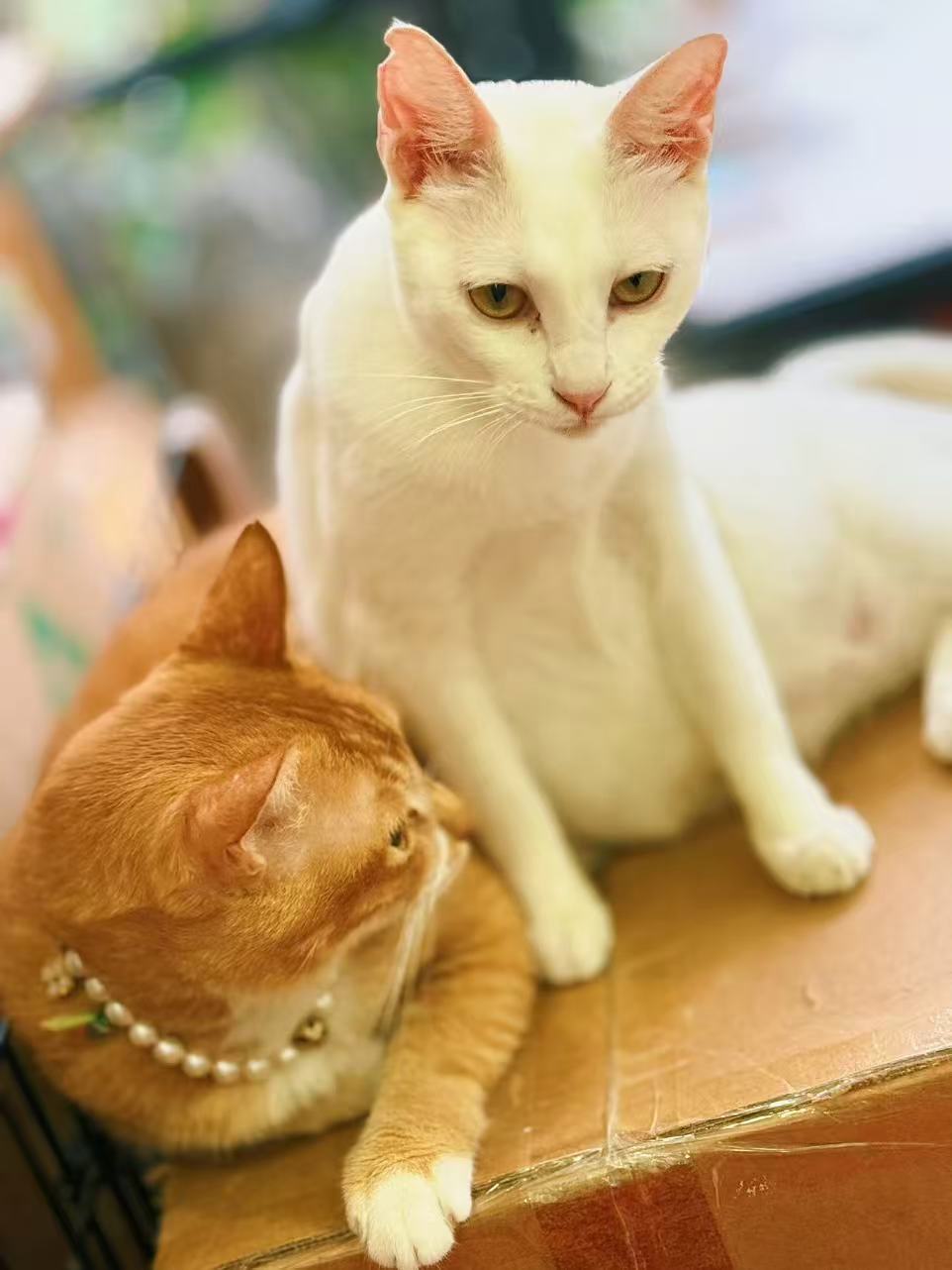不是每个流浪猫都等得到善意。但每个人都可以选择，不成为恶意。猫