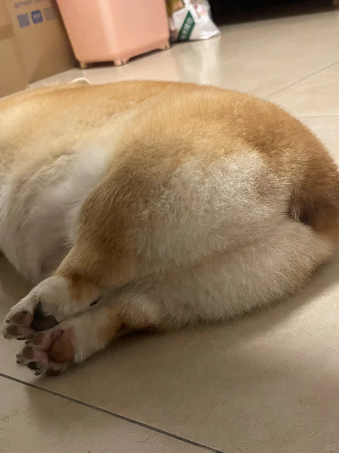 小猪睡觉的时候jiojio也要摆整齐～