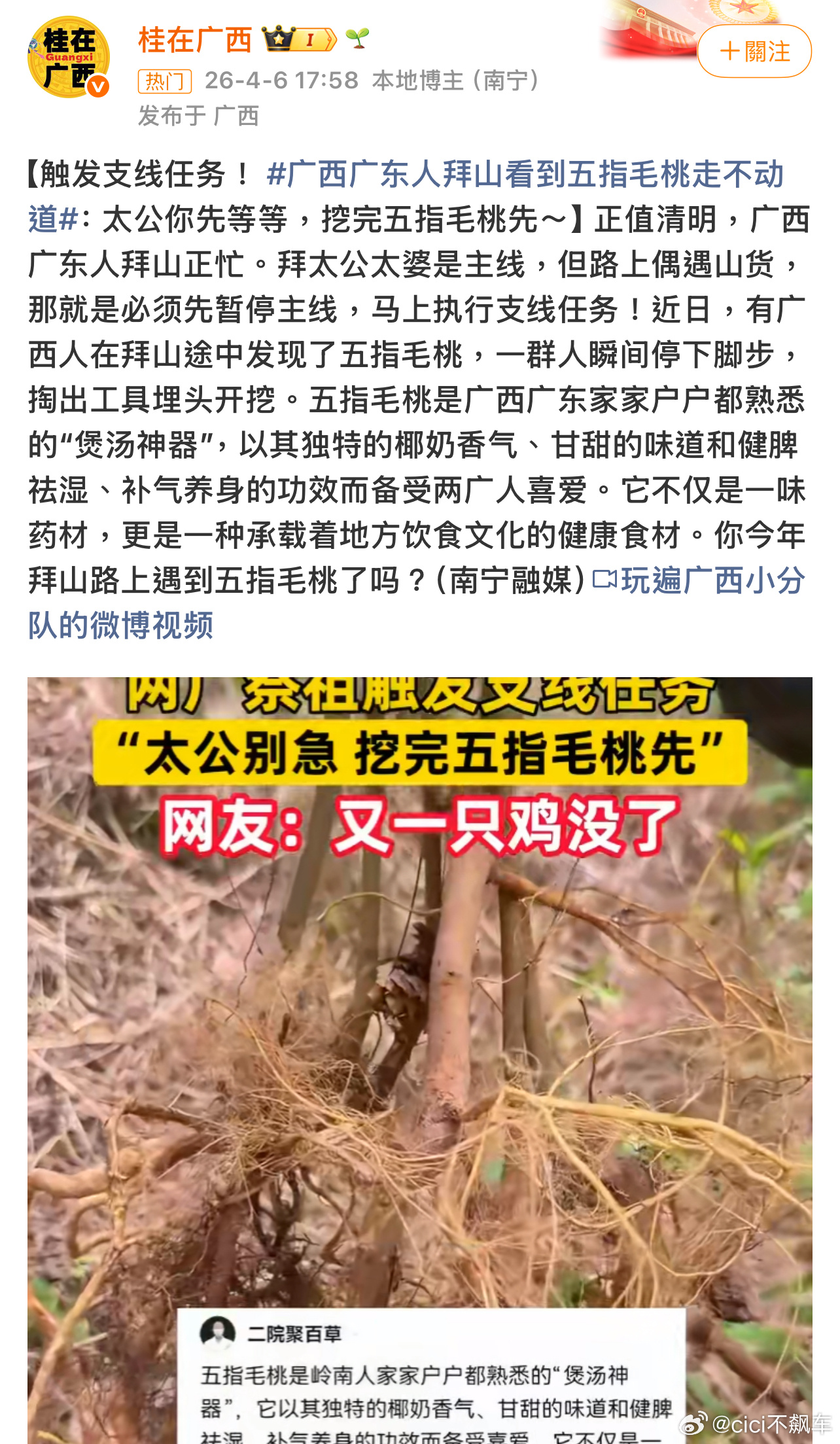 网友们说这是华南F3清明拜山的支线任务又一只鸡没了广西广东人拜山看到五指毛桃走不