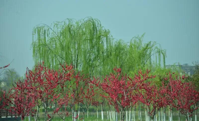 出上：柳色鹅黄嫩，
对下：桃颜燕紫鲜。