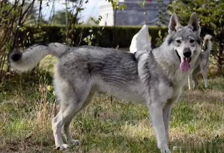 黑龙江一地出现野狼？当地回应：系捷克狼犬，已收容，未造成群众受伤------11