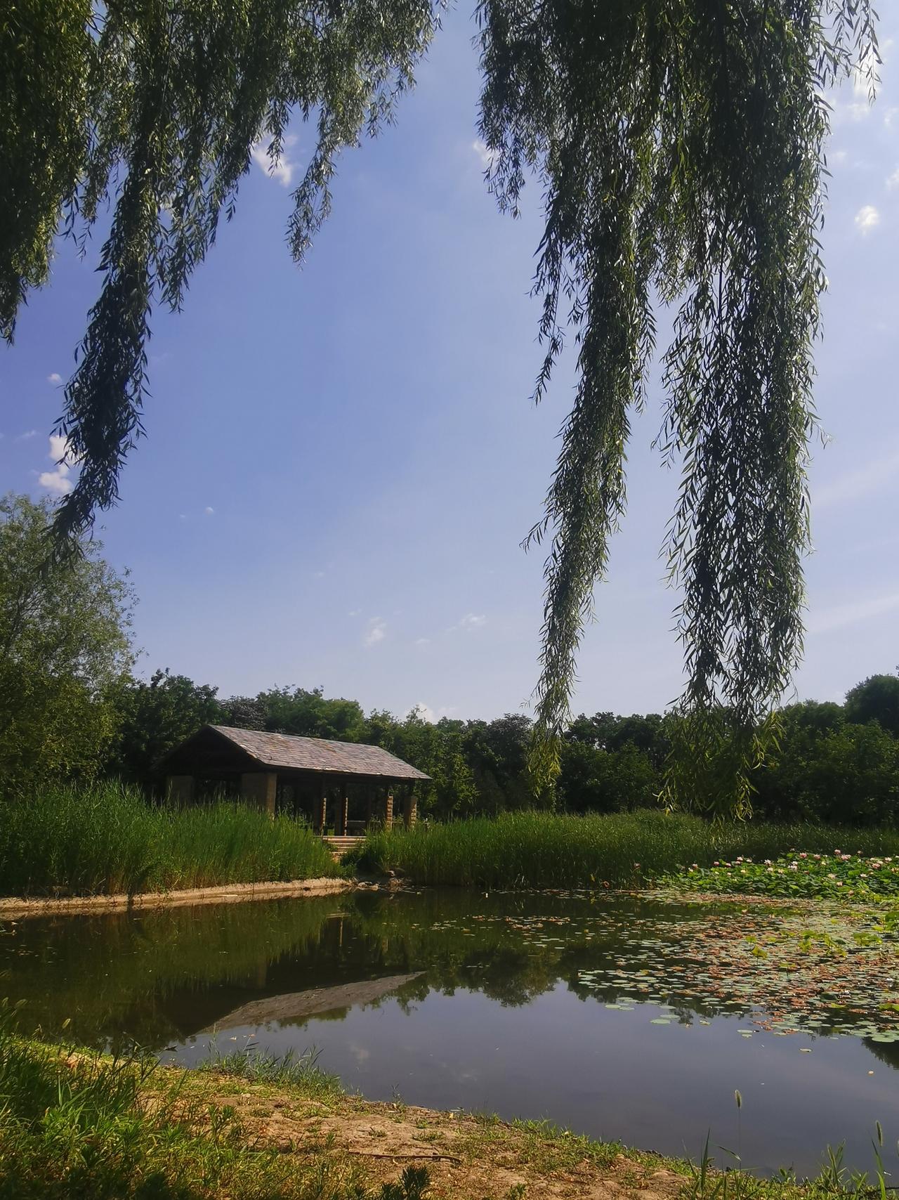 一房一树一池塘，半池荷花满庭芳。看到这个场景，忽然又想起那首诗句：半亩方塘一鉴开