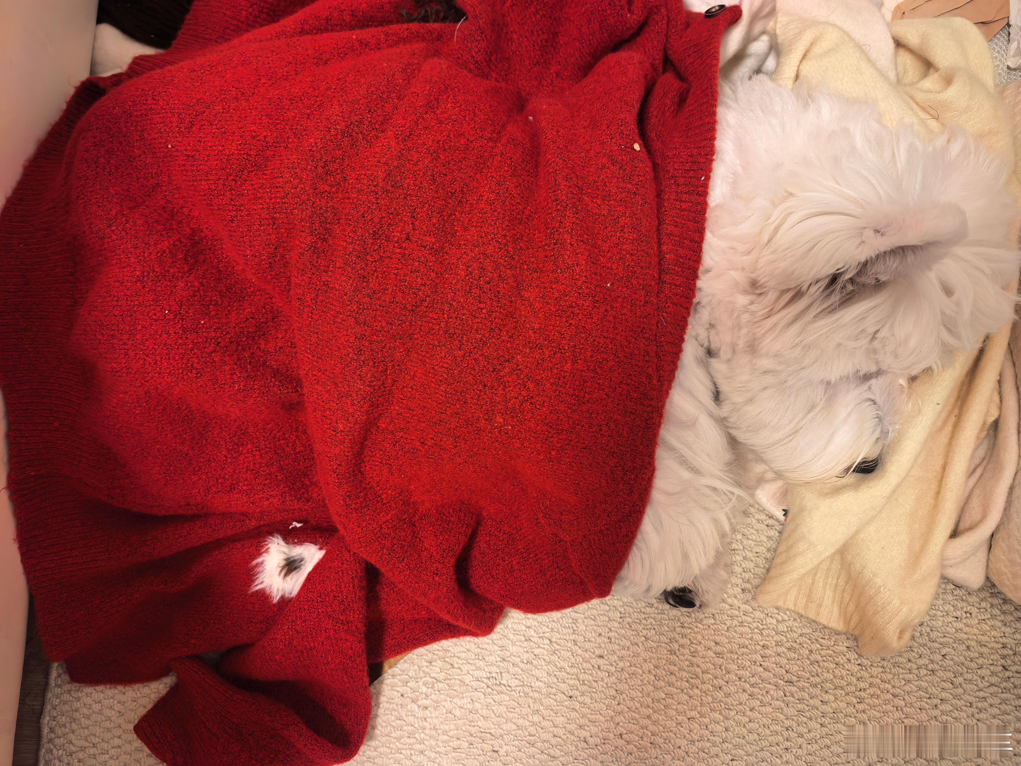 我这狗真是绝了！整个房间都铺了地毯，就一小块没铺，它就非在没铺地毯的地方睡觉，结