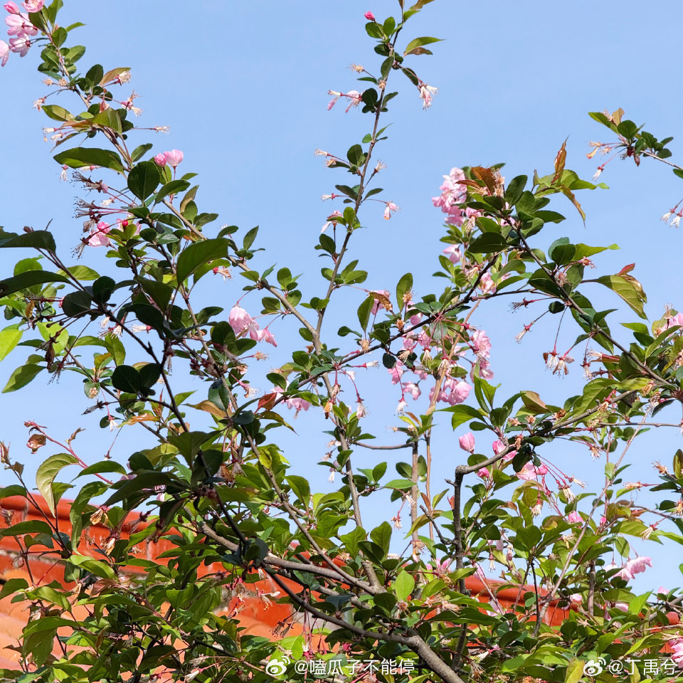 丁禹兮拍海棠花丁禹兮这是隔空在表白粉丝吧，海棠花很美呀