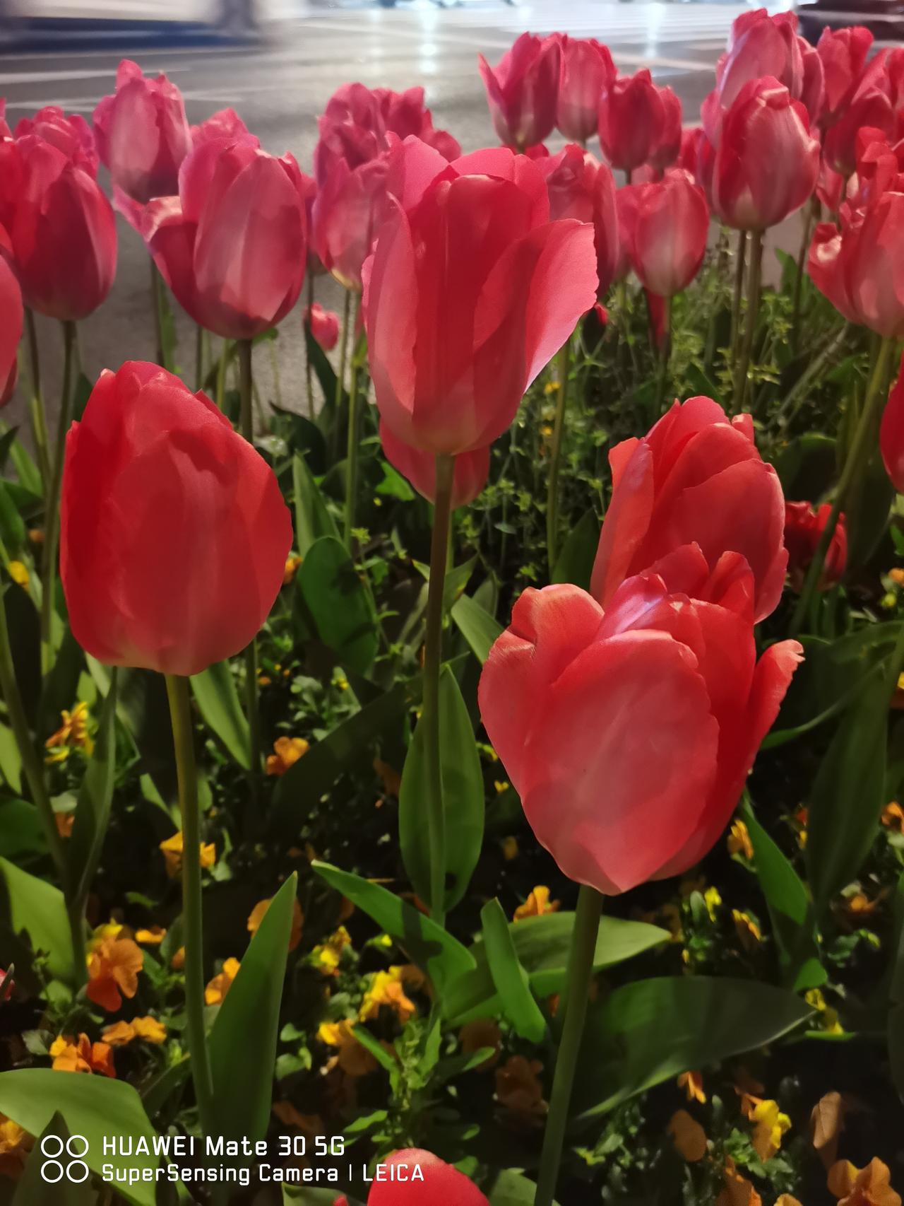 街头随拍.杭州、南京、唐山三地的郁金香
图一至四为杭州市道路隔离（绿化）带盛开的