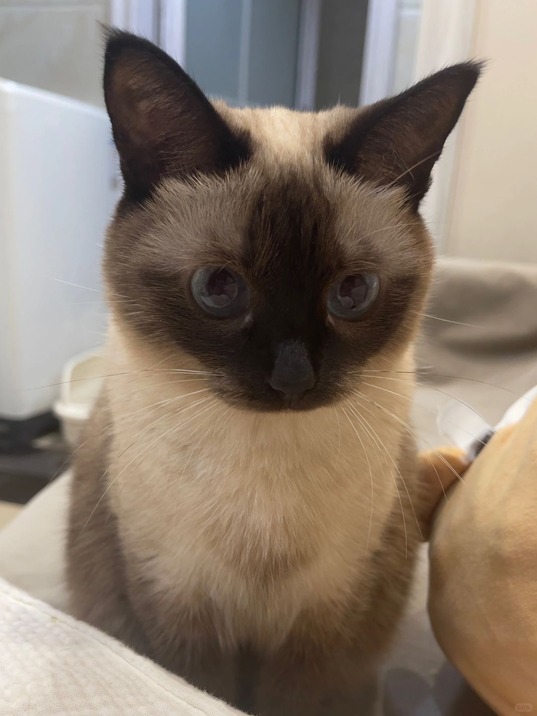 感觉很对不起我的猫……我可真该死啊