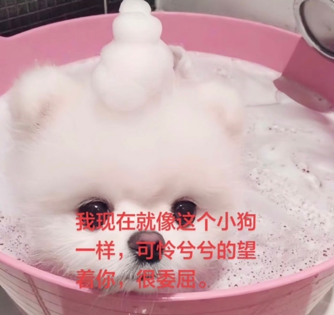 爱一只狗，细腻的狗子，温柔的狗子，呆萌的狗子，最好的狗子，淡淡的狗子，勇敢的狗子
