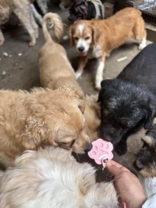 这个小狗爪子钥匙扣很丑吗？