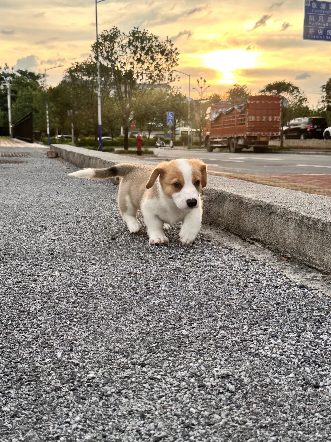 桂林小柯基同城找新家