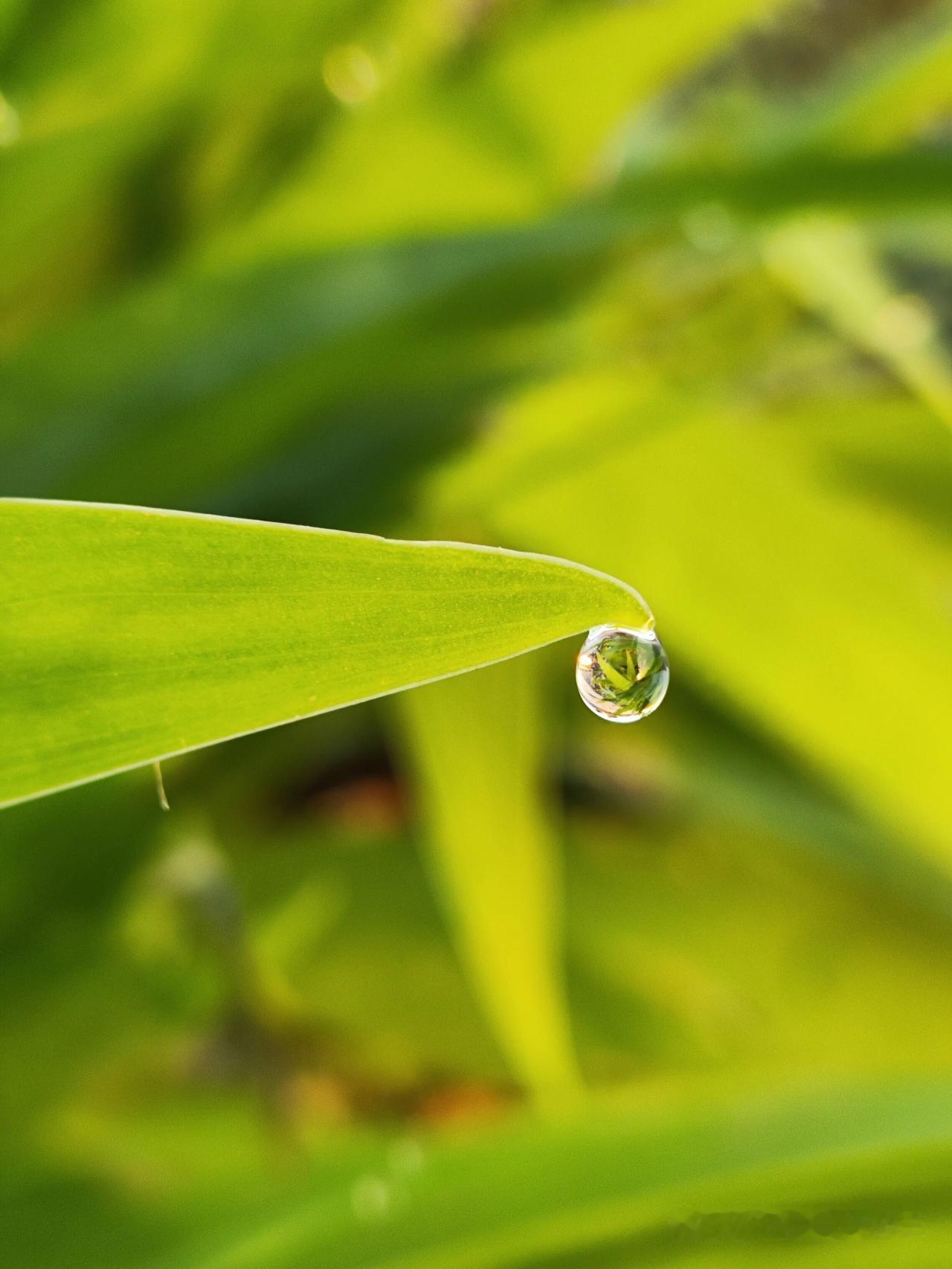这就是清晨的露珠吧！

今天5点起床，
5点半出门，
去河边步行。

无意间发现