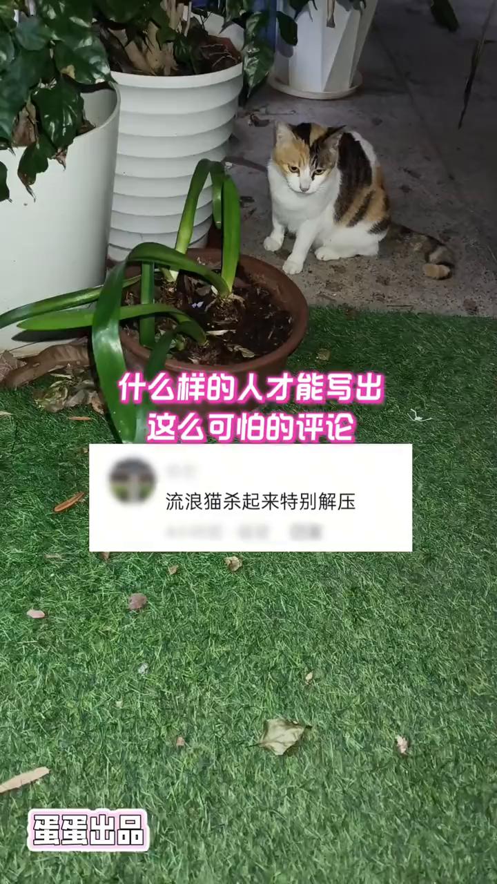 什么样的人才能写出这么可怕的评论？
流浪猫杀起来特别解压。蛋蛋出品。
