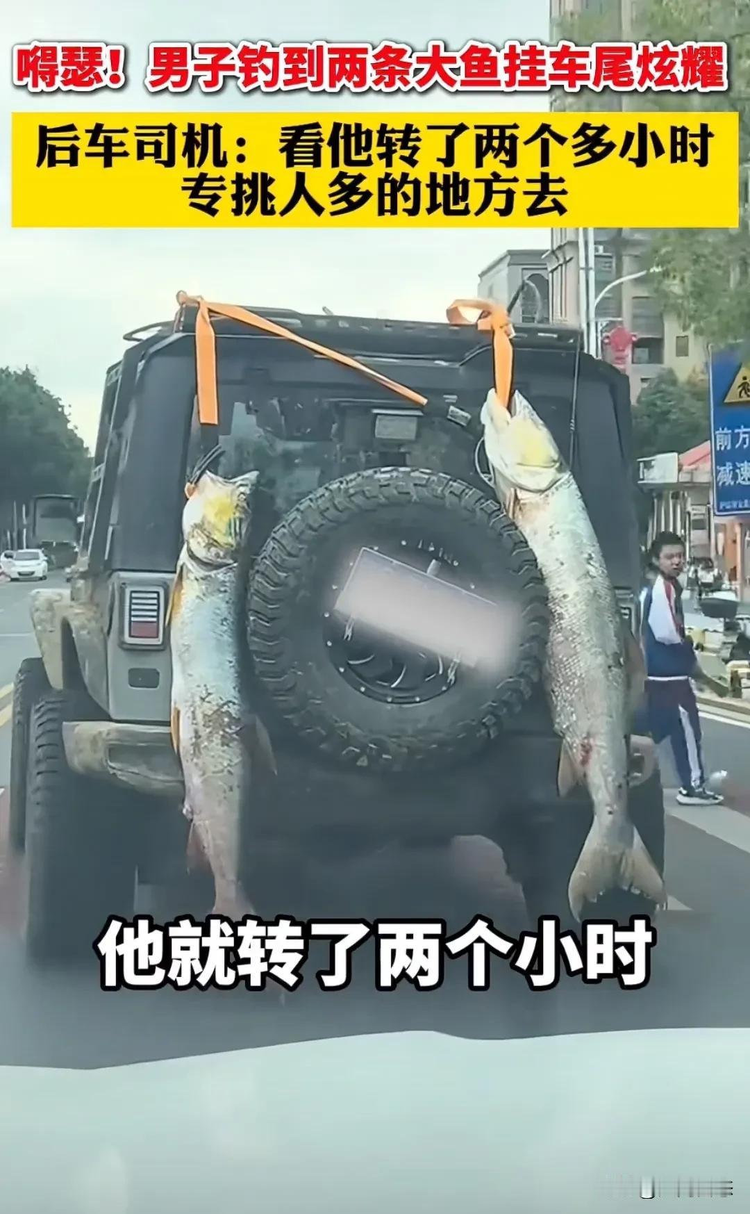 江西一男子越野车后面挂两条大鱼，在城里面转，后车司机说，这个司机在城里面到处转，