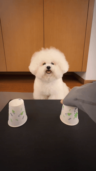 “太搞笑了”安徽，一女子和自家的比熊小狗玩杯子里猜零食的游戏，小狗很聪明，一下就