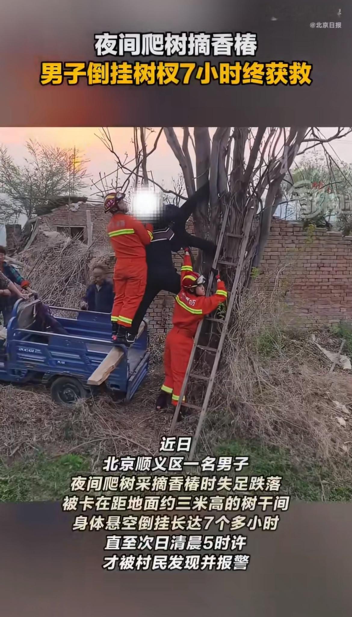 “大半夜摘什么香椿？”北京一男子深夜爬树摘香椿，结果腿卡树干缝里，整整倒挂了7小