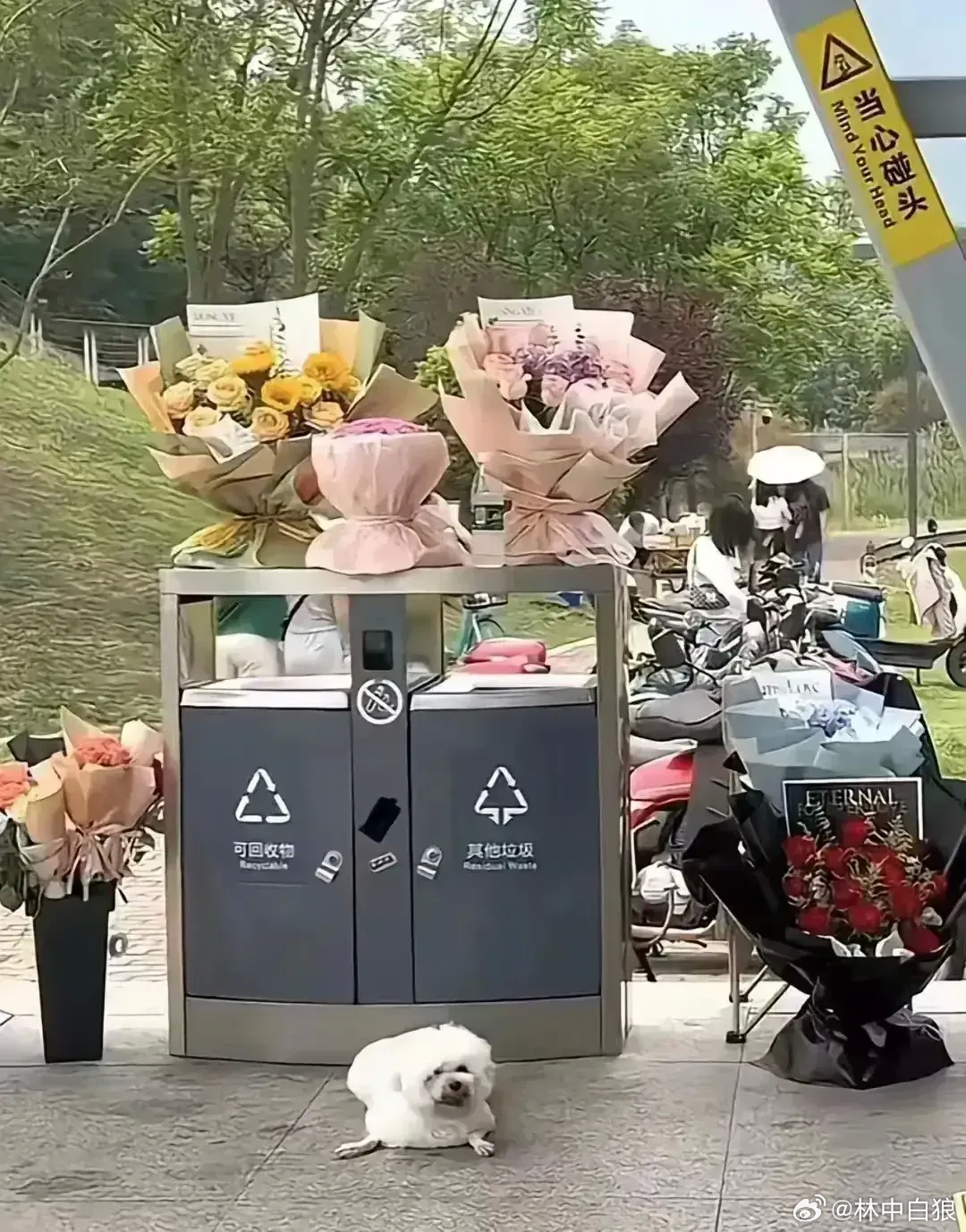 七夕之后垃圾桶，多少舔狗烟尘中。 ​​​