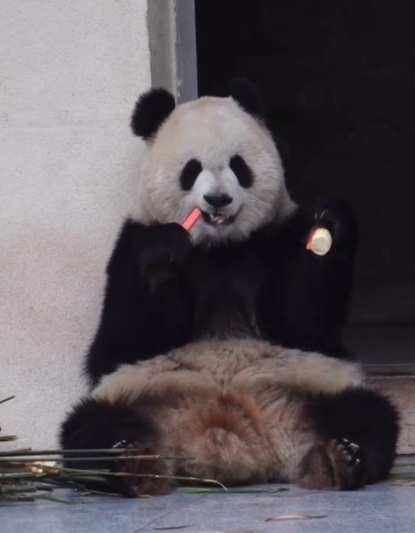 重庆动物园的二馆长渝爱，直接把干饭吃出了人类宅家追剧的顶配仪式感！
渝爱左手攥着