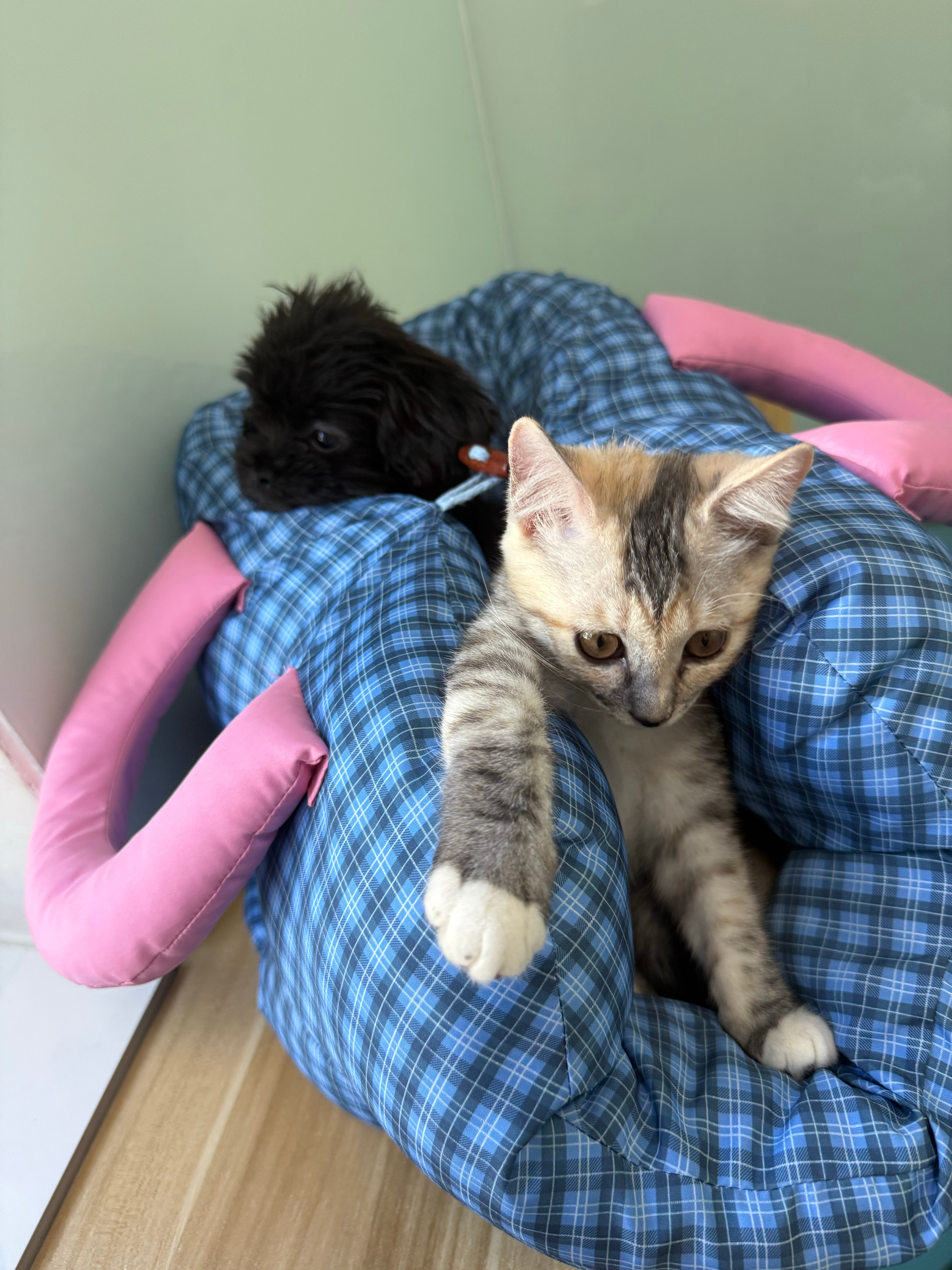今日份的招猫逗狗[doge]与倪分享 ​​​