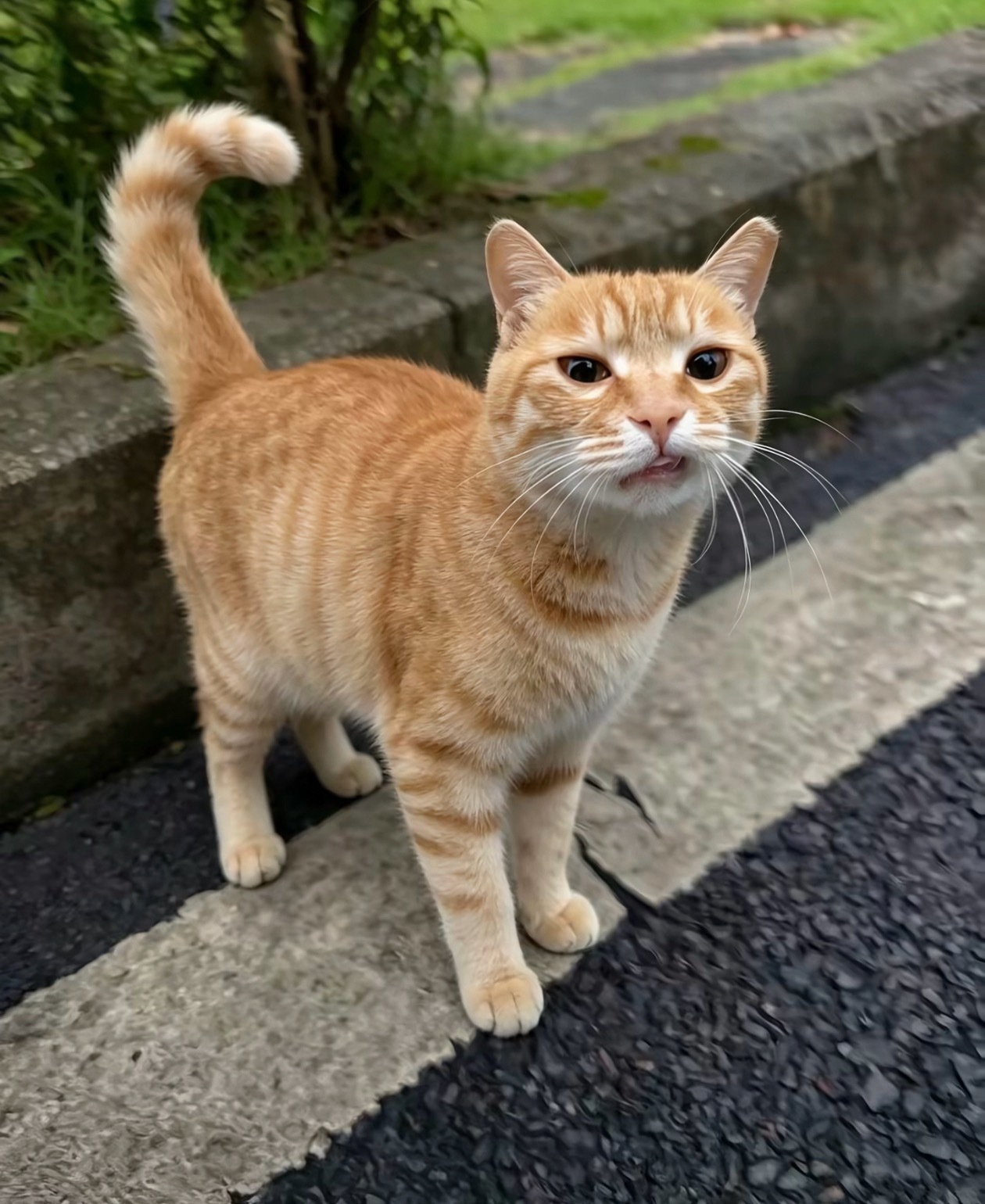 猫咪：拍啥呢？让你拍了吗😾 