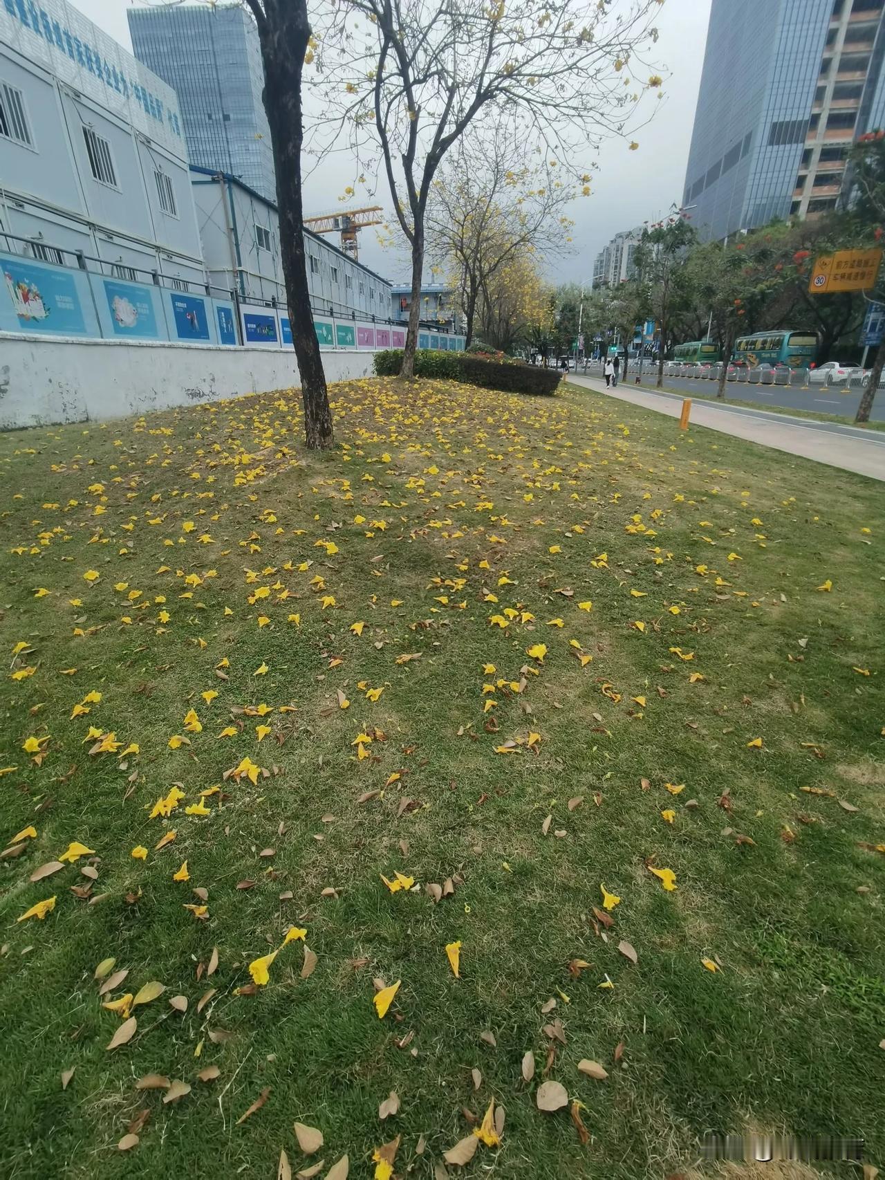 前日的一树黄花，今日的一地黄花！