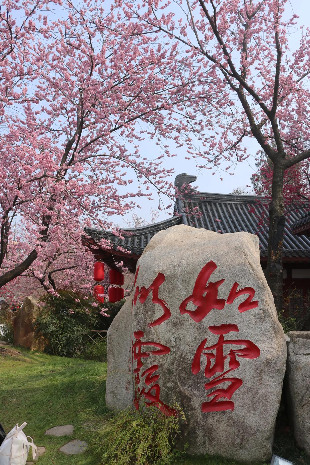 今天是武汉东湖樱花园2025年开园的第一天，早樱开了，但是大部分樱花连花苞都没有