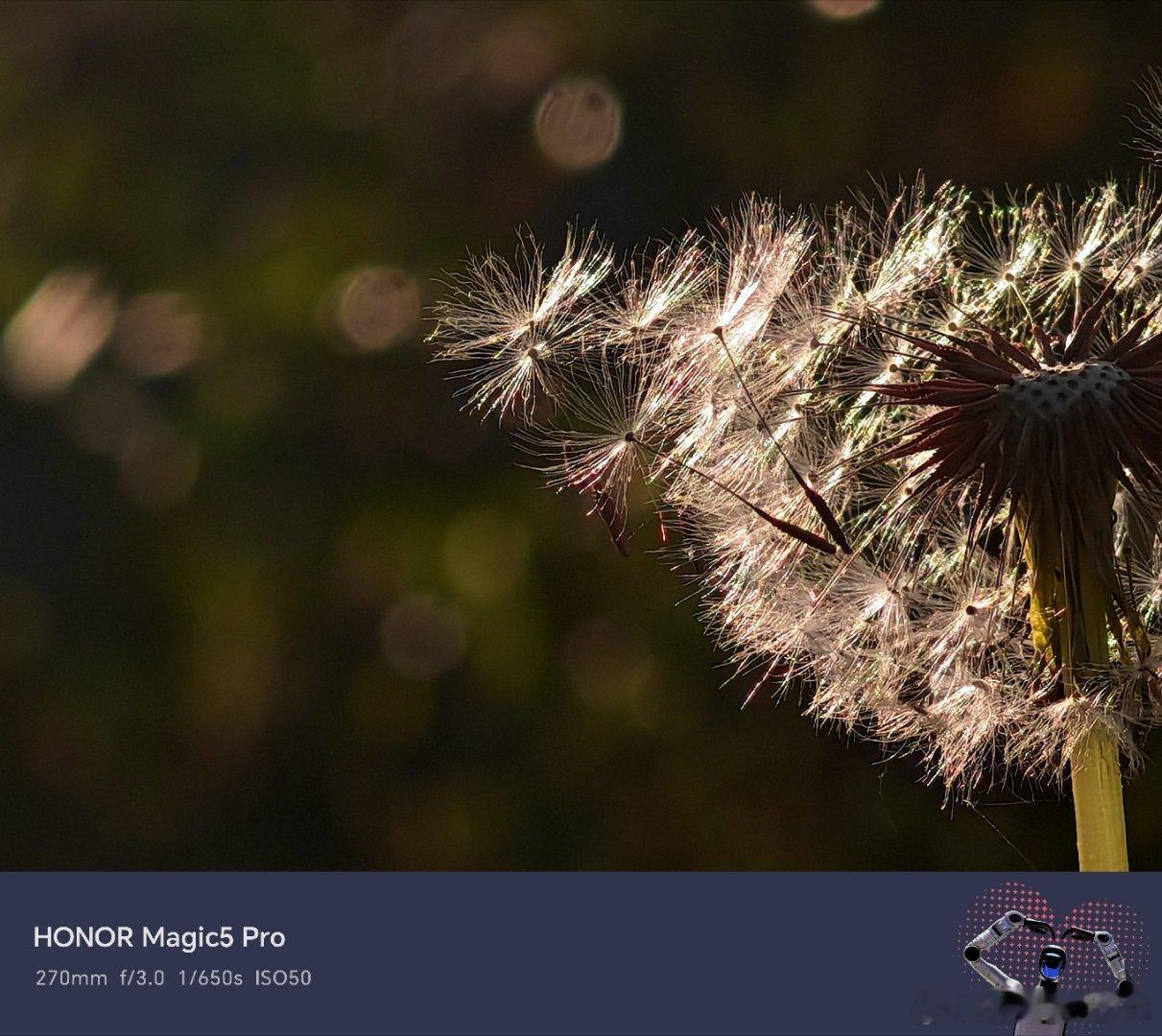 风还没说出口，蒲公英就替它说了。阳光穿过绒毛，把每一次告别，都照成了发光的旅程。