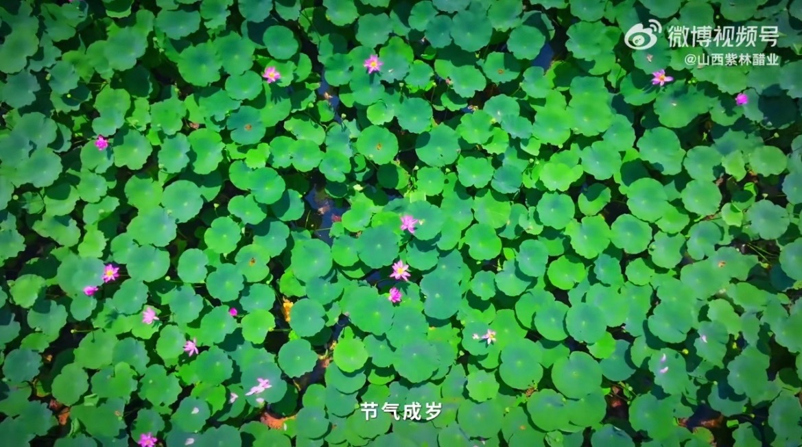 面如敷粉三分白，唇若涂朱一表才阳光信用