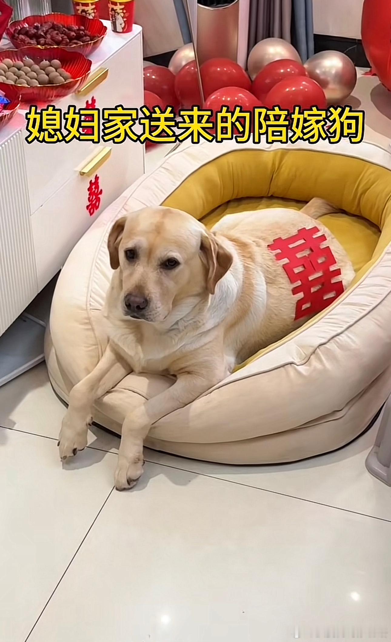 以后这狗的地位绝对比新郎都高 