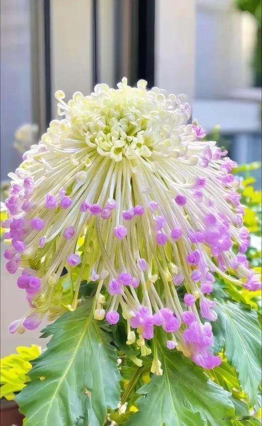 晒图笔记大赛你们见过这么漂亮的花吗？这花仙气不仙气？你们知道你们叫什么花吗？欢迎