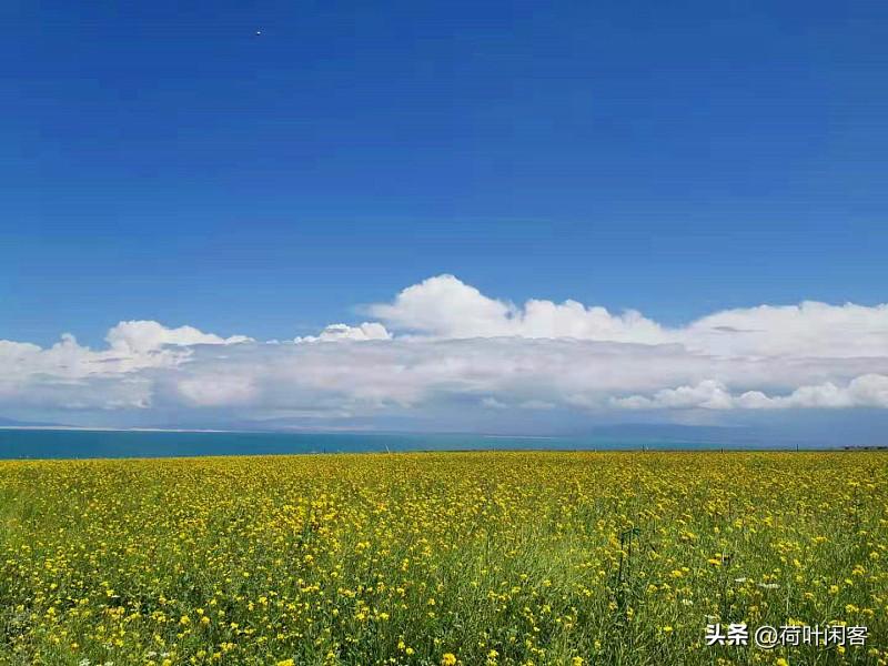 上联:黄花绽放天高远;
下联:红叶飘飞地蝶多。