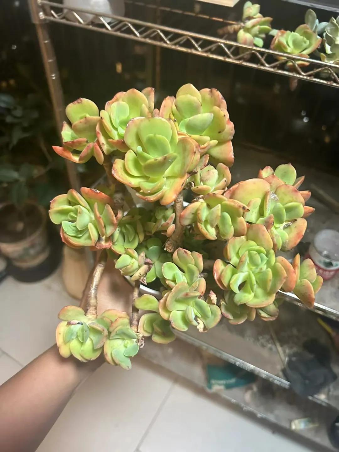 #花草观察日记#
高光时刻来的，一年到头就盼着这几个月。