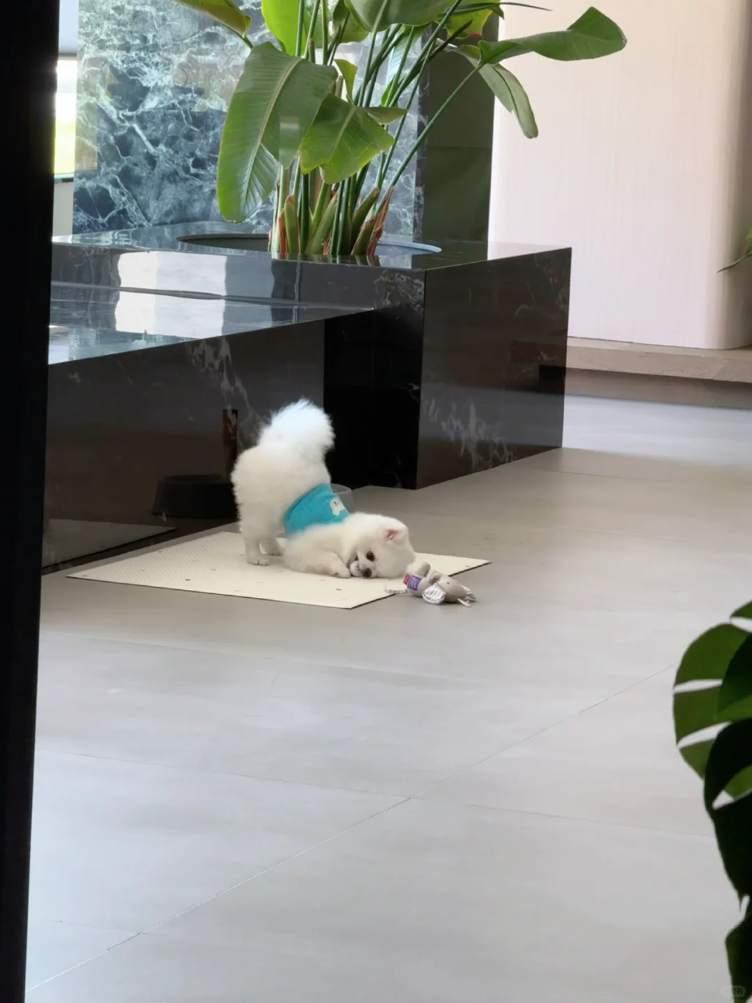 小狗都爱咬瓶盖吗🫙🍨