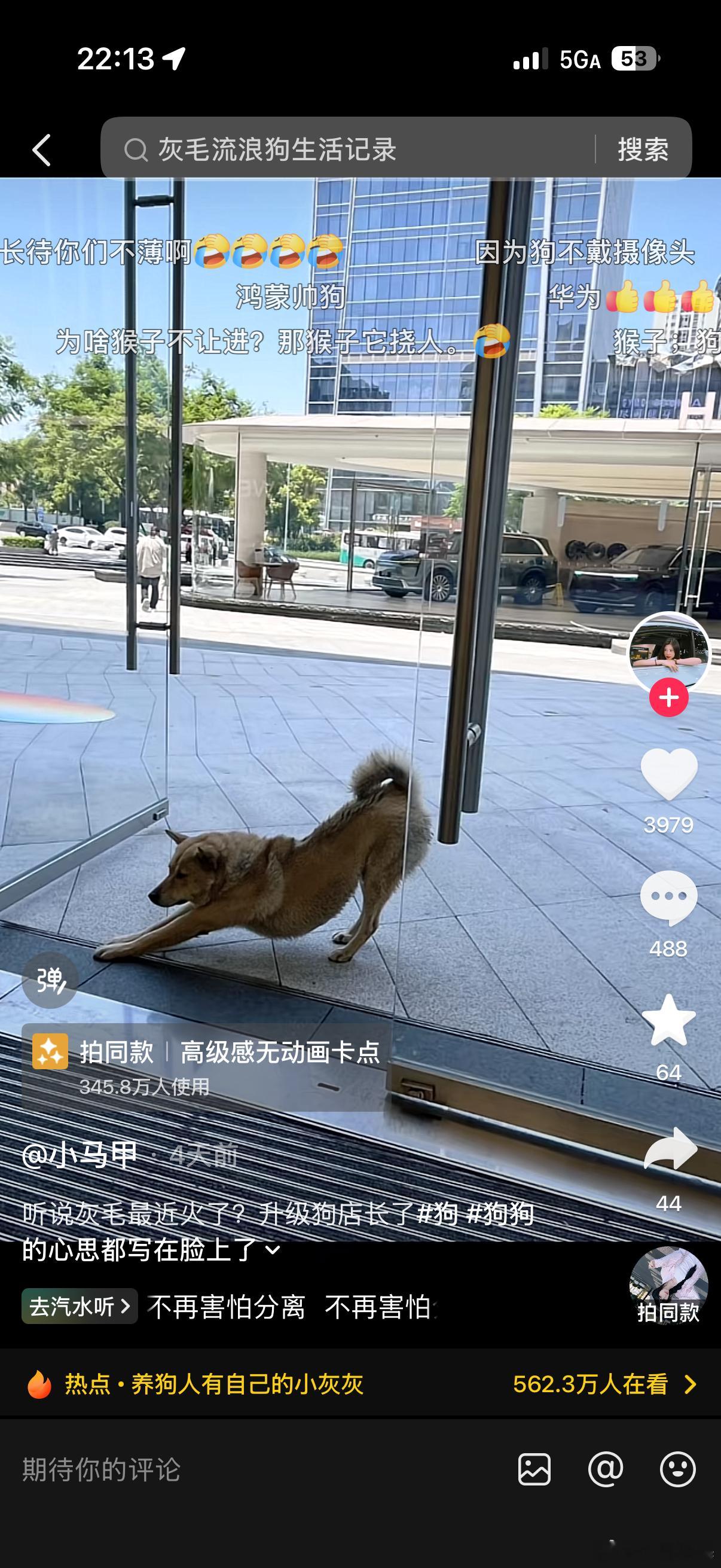 隔壁平台看到重庆天气太热有只流浪狗去鸿蒙智行的店去乘凉哈哈哈哈哈哈店员们很有爱，